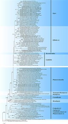 Global Taxonomy and Phylogeny of Irpicaceae (Polyporales, Basidiomycota) With Descriptions of Seven New Species and Proposals of Two New Combinations